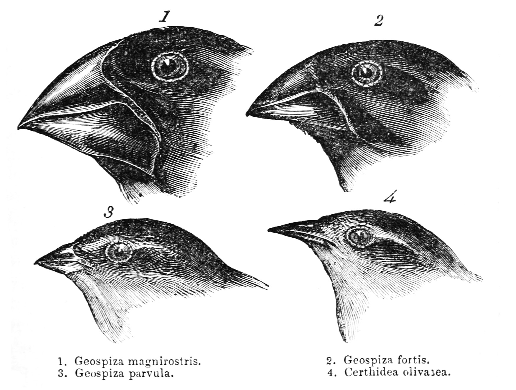 John Gould engraving of four Darwin's finch heads showing different beak shapes